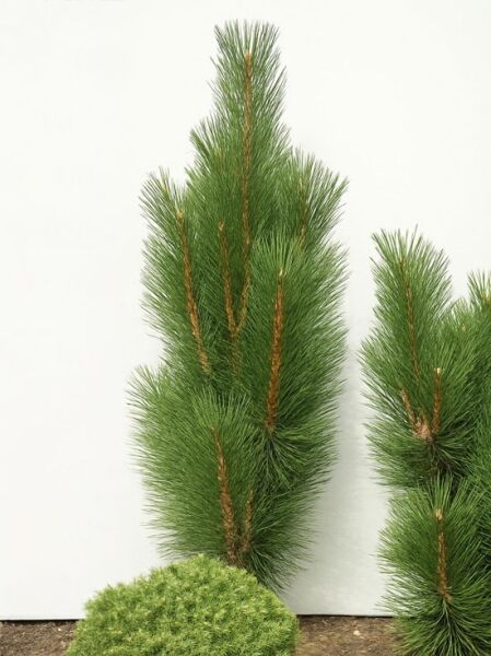 Pinus nigra 'Fastigiata' (Säulen-Schwarz-Kiefer), 100-120 cm m. B., säulenförmiger Nadelbaum mit dichten grünen Nadeln