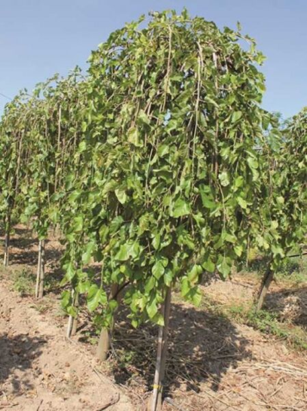 Morus alba 'Pendula' / Hängender weißer Maulbeerbaum 'Pendula' Hochstamm mit überhängender Krone und grünem Laub