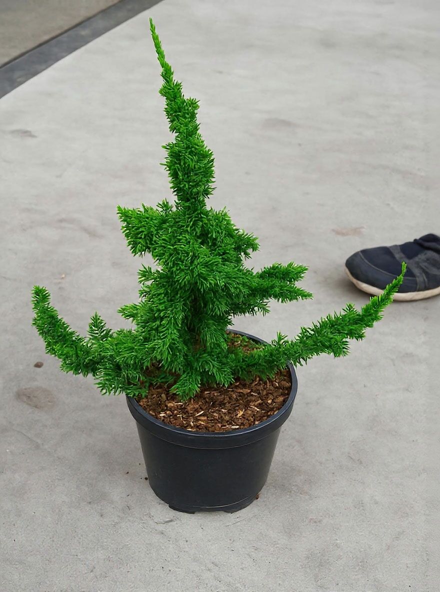 Bizarrer Zwerg-Lebensbaum 'Sagrada' - Thuja occidentalis 'Sagrada'