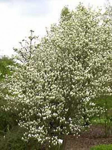 Amelanchier spicata / Ähren-Felsenbirne / Besen-Felsenbirne