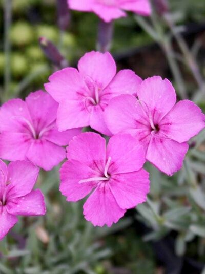 Pfingst-Nelke 'Babi Lom' / Dianthus gratianopolitanus 'Babi Lom'