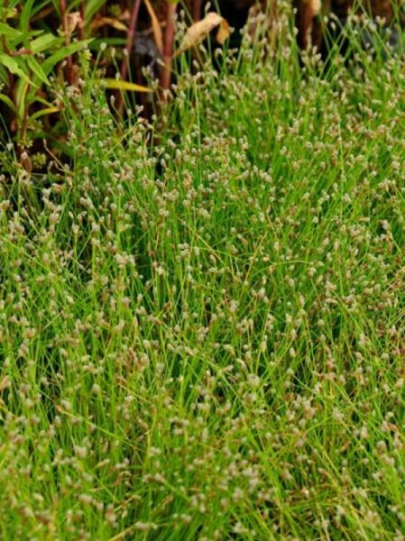 Frauenhaar / Scirpus cernuus