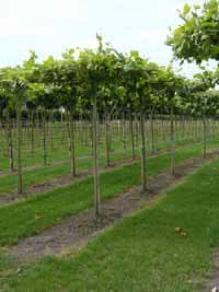 Platanus acerifolia, Dach-Platane in Dachform (Dachspalier) mit geradem Stamm und flacher Krone in Reihenpflanzung