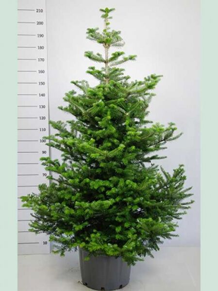 Korea-Tanne / Korea-Tanne