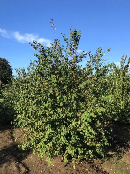 Mehrstämmiger Judasblatt/Kuchenbaum (Cercidiphyllum japonicum) 300–350 cm, dicht verzweigt mit grünen, rundlichen Blättern.