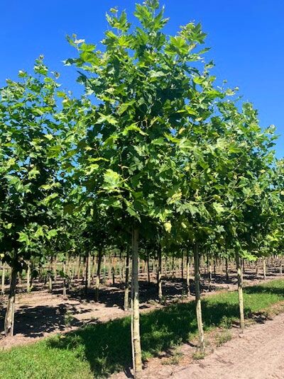 Platanus hispanica / Ahornblättrige Platane, Hochstamm 30-35 StU, mit dichtem, grünem Laub und aufrechtem Stamm.