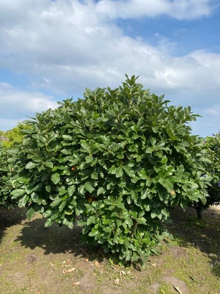 Kaukasus-Eiche / Quercus pontica 250-300 cm breit x 250-275 cm hoch