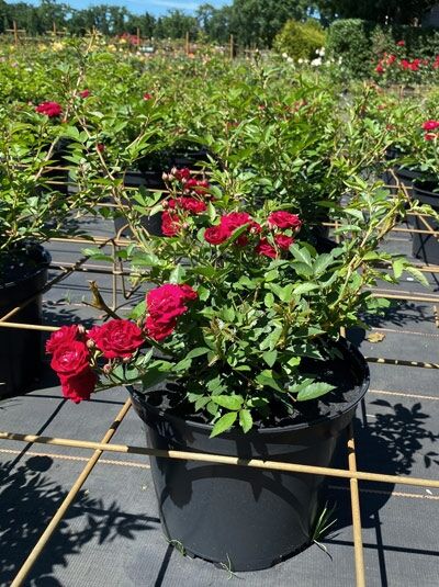 Kletterrose 'Perennial Domino' / Kletterrose 'Perennial Domino'