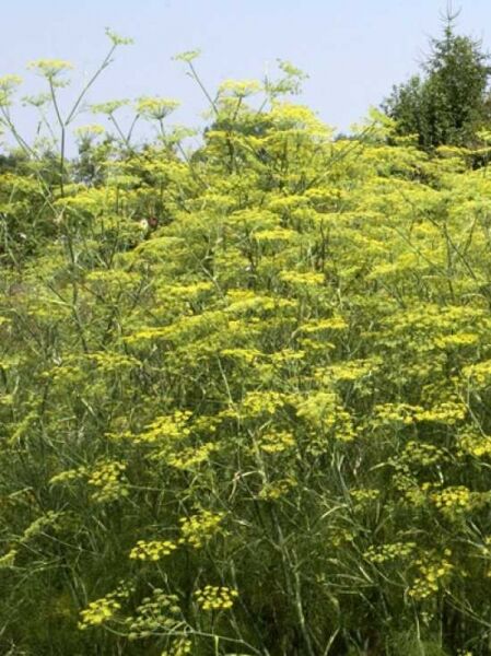 Foeniculum vulgare / Fenchel