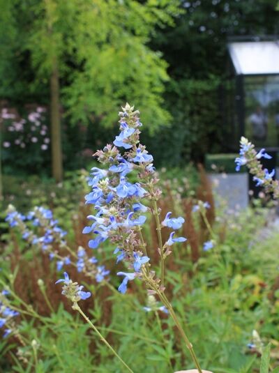 Moor Salbei &#039;African Skies&#039; / Salvia uliginosa African Skies