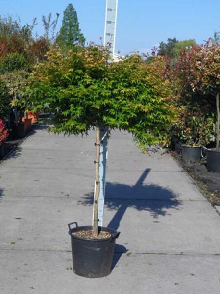 Zwerg-Fächer-Ahorn Acer palmatum 'Little Princess' 80 cm Stamm im C20-Topf, mit fächerförmigen grünen Blättern.