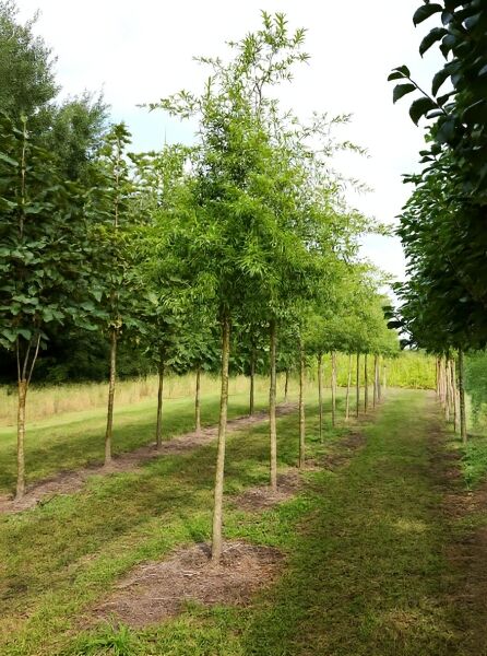 Quercus phellos / Weiden-Eiche, Weidenblättrige Eiche Hochstamm 16-18 StU mit Ballen, Baumreihe in der Baumschule