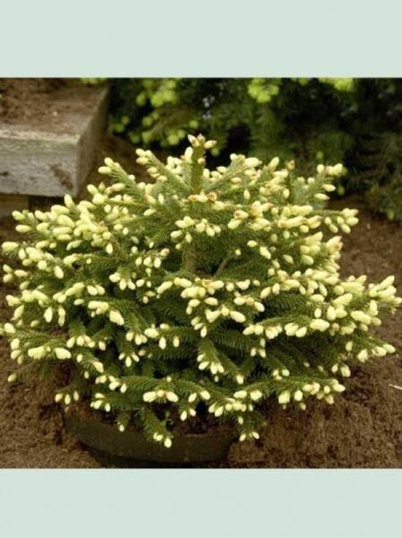 Picea orientalis 'Golden Start' / Orientalische Zwerg-Goldfichte