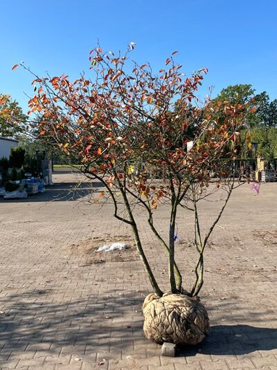 Kupfer-Felsenbirne 200 - 250 cm Schirmform / Amelanchier lamarckii (1577342)