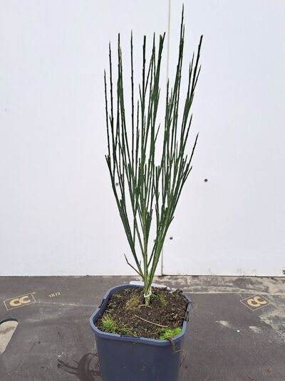 Edelginster Cytisus scoparius „Goldfinch“ 40–50 cm im schwarzen C3-Topf, aufrecht wachsend mit grünen Trieben