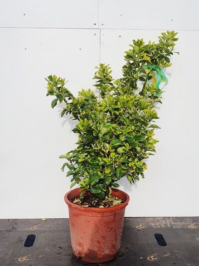 Gelbbunter Japanischer Spindelstrauch 'Aureomarginatus' / Gelbbunter Japanischer Spindelstrauch 'Aureomarginatus'