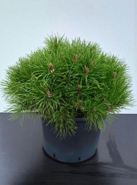 Pinus mugo pumilio (Zwerg-Kiefer) 40-50 cm breit, im C20-Topf, kompakt kugelig wachsend mit grünen Nadeln und Kerzenknospen.
