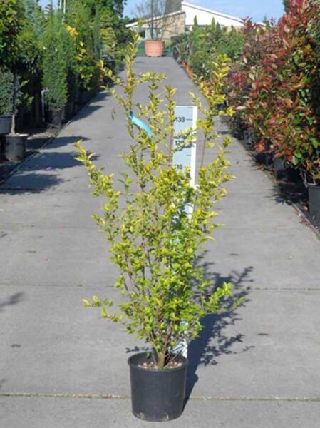 Ligustrum japonicum 'Variegatum' / Weißbunter japanischer Liguster 'Variegatum', Strauch im Topf C10, ca. 80–100 cm hoch