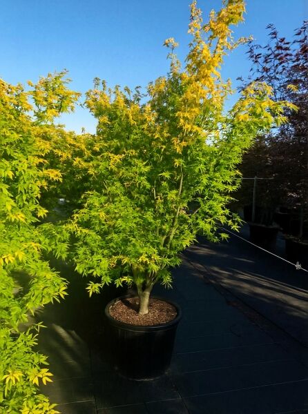 Japanischer Ahorn Acer palmatum 'Orange Dream' 175-200 cm C50, mehrstämmig im Container, mit gelbgrünem, gelapptem Laub