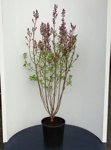 Syringa chinensis 'Saugeana' (Chinesischer Flieder 'Saugeana') 125-150 cm C20, mehrtriebiger Strauch im Topf mit Knospen