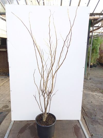 Kanadischer Judasbaum (Cercis canadensis) 'The Rising Sun' 125-150 cm C20, laubabwerfender Strauch im Container mit aufrechten Trieben