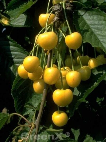 Prunus avium 'Dönissens Gelbe Knorpelkirsche' / Süßkirsche 'Dönissens Gelbe Knorpelkirsche' / Wachskirsche / Schwefelkirsche