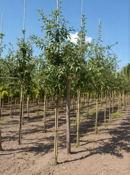 Quercus imbricaria (Schindel-Eiche) Hochstamm 10-12 StU m. B., Feldanbau mit geradem Stamm und belaubter Krone