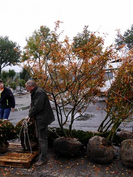 Amelanchier lamarckii (Kupfer-Felsenbirne), 250–300 cm, mit Drahtballen, mehrstämmig in Schirmform, Herbstlaub in Orange.