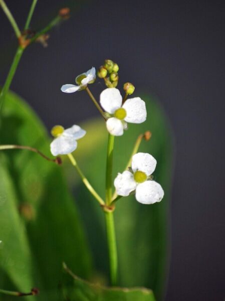 Igelschlauch (Baldellia ranunculoides) mit weißen, dreiblättrigen Blüten und grünen Knospen an aufrechtem Stängel