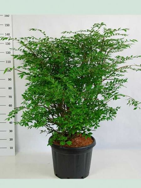 Geflügeltes Pfaffenhütchen / Korkspindel / Geflügeltes Pfaffenhütchen / Korkspindel