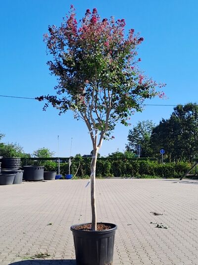 Indische Lagerströmie 'Braise d'été' / Kreppmyrthe Halbstamm / Lagerstroemia indica 'Braise d'été' (1577153)