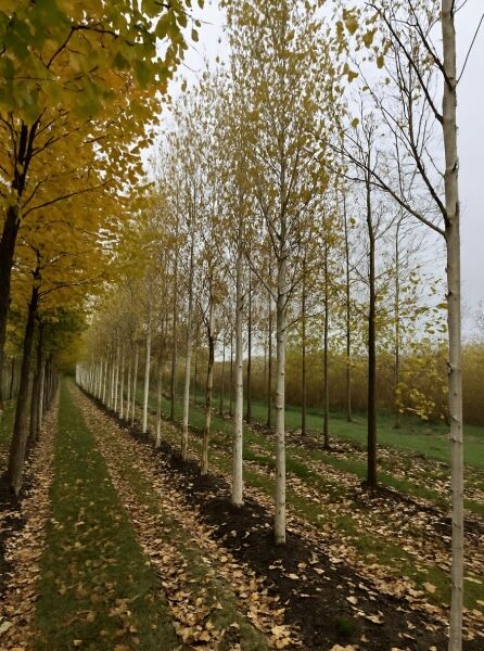 Weißrindige Himalaja-Birke (Betula utilis jacquemontii), Hochstamm 30-35 StU, mit heller Rinde und gelbem Laub.
