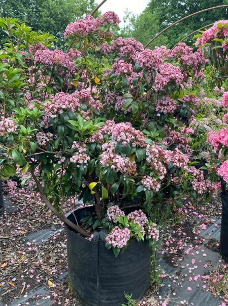 Kalmia latifolia 'Bandeau' (Lorbeerrose/Berglorbeer) Solitär im Topf, mit rosa Blütendolden und glänzendem Laub, 100–120 cm