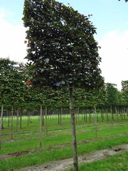 Blutbuche 'Hochstamm-Spalier' H:160 B:160 T:20 (Stamm 210 cm) / Blutbuche 'Hochstamm-Spalier' H:160 B:160 T:20 (Stamm 210 cm)