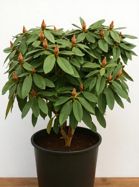 Rhododendron 'Golden Melodie' (Rhododendron yakushimanum) 60–70?cm Breite, m. B., Solitär im Topf mit grünen Blättern und Knospen.