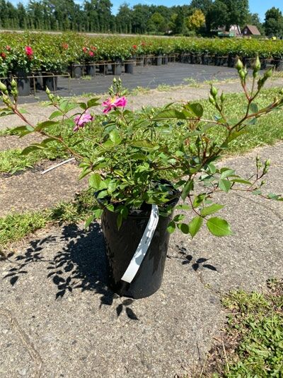 Rosa 'Lavender Dream®' – Bodendeckerrose 'Lavender Dream' A-Qualität C3 im Topf, grünes Laub mit rosa Blüten und Knospen