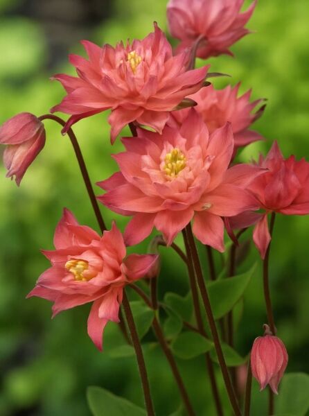 Kurzspornige Akelei (Aquilegia vulgaris) 'Clementine Salmon Rose' mit lachsrosa, gefüllten Blüten an aufrechten Stielen