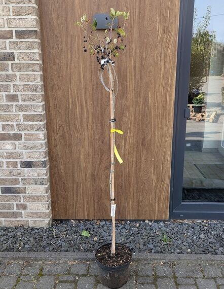 Aronia prunifolia 'Karhumäki' Stämmchen, Schwarze Kulturapfelbeere Karhumäki, ca. 120 cm Stamm im Topf, mit dunkelvioletten Beeren