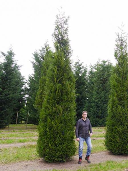 Thuja plicata 'Excelsa' – Lebensbaum 'Excelsa' Solitär 450–500 cm mit Drahtballen, schlank aufrechter Nadelbaum im Feld