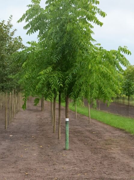 Schwarznuss (Juglans nigra) Hochstamm 25-30 StU mit Drahtballierung, junger Baum mit grünem Laub und geradem Stamm.