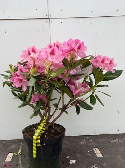 Rhododendron 'Cosmopolitan' - Rhododendron Hybride 'Cosmopolitan'