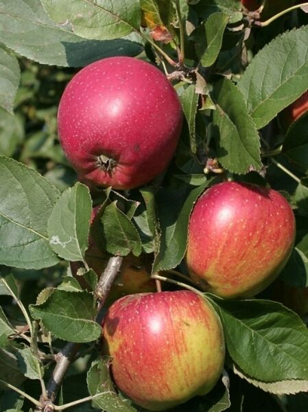 Apfel 'Kaiser Wilhelm' / Kaiser-Wilhelm-Apfel / Malus domestica 'Kaiser Wilhelm'