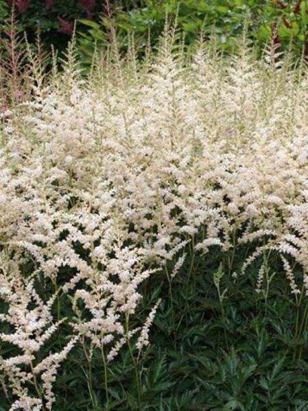Astilbe glaberrima 'Darwin's Snowsprite' / Zwerg Prachtspiere