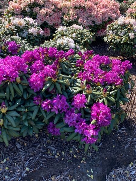 Rhododendron yakushimanum 'Purple Dream' (syn. 'Lupinenberg Azur'), Rhododendron, kompakter Strauch mit violetten Blüten, Solitär