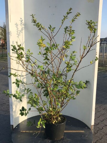 Lonicera fragrantissima, Duftheckenkirsche / winterblühende Heckenkirsche, Strauch im Container C20, 150–175 cm