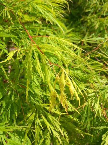 Japanischer Schlitz-Ahorn / Grüner Schlitz-Ahorn 'Dissectum Viridis' / Acer palmatum 'Dissectum Viridis'