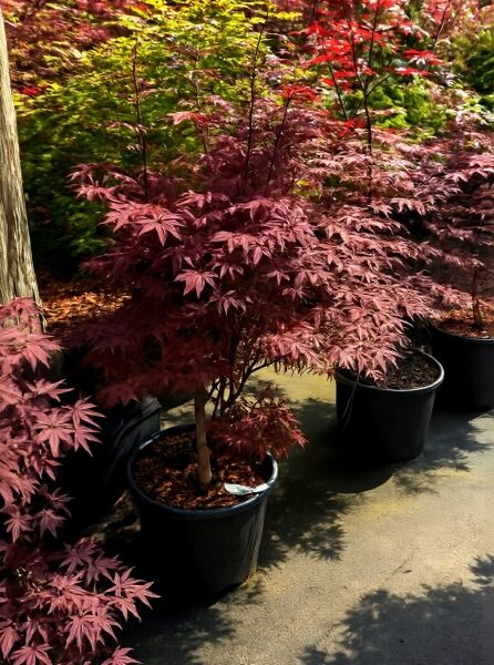 Roter Fächer-Ahorn (Acer palmatum 'Atropurpureum') 125-150 cm C20, Jungbaum im Container mit dunkelrotem, gelapptem Laub