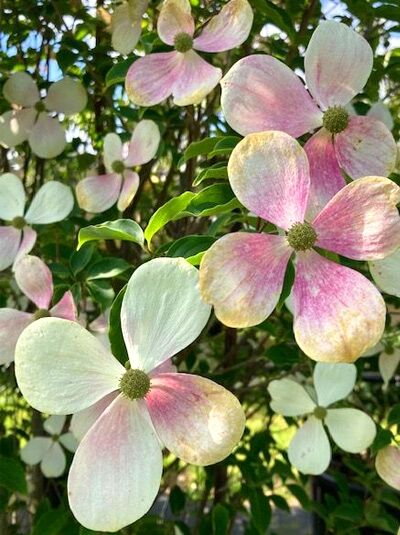 Japanischer Blumen-Hartriegel 'Norman Haddon' - Cornus Cornus 'Norman Haddon'