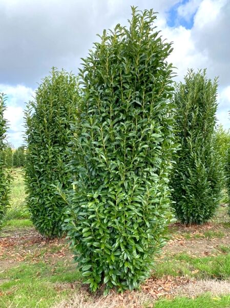 Prunus laurocerasus 'Genolia' / Kirschlorbeer 'Genolia' 300-350 cm m. Db., immergrüner Solitärstrauch mit dichtem, aufrechtem Wuchs