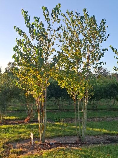 Judasblatt / Kuchenbaum / Katsurabaum / Cercidiphyllum japonicum